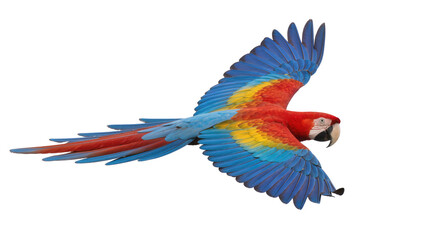 Scarlet macaw parrot with vibrant blue yellow and red plumage in flight, isolated on transparent background © Alexa