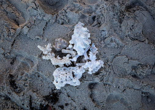산호,모래,일레오세르프섬,Ile aux Cerfs Island,모리셔스