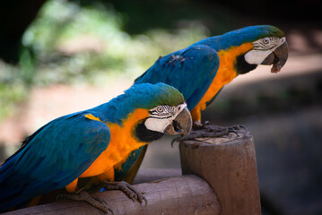 Two blue-and-yellow macaws perched on a wooden perch © Thales
