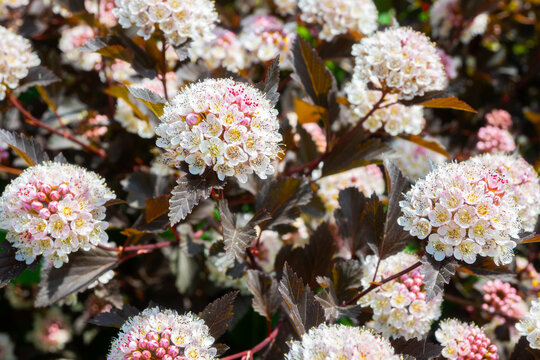 Horizontal close-up of several white and pink ninebark flower heads with yellow stamens, set against dark purple leaves. Great for botanical art, garden design, and nature photography.