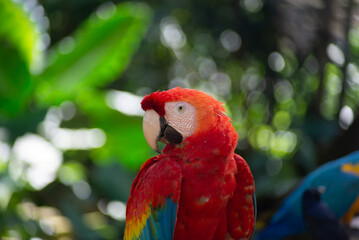 Obraz premium Close-up portrait of a scarlet macaw