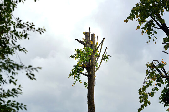 Pollarded tree trunk with fresh green sprouts growing from cut branches against cloudy sky background during municipal tree maintenance. Young green leaves sprouting from severely pruned tree trunk