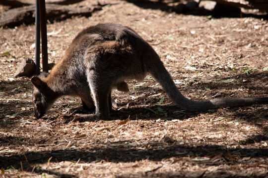 this is a side  view of red kangaroo