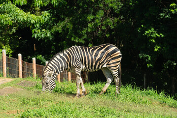 Naklejka premium Zebra grazing at the zoo