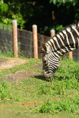 Naklejka premium Zebra grazing at the zoo