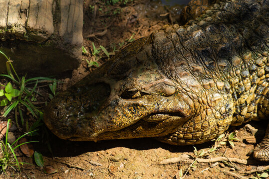 Alligator on the Waters Edge