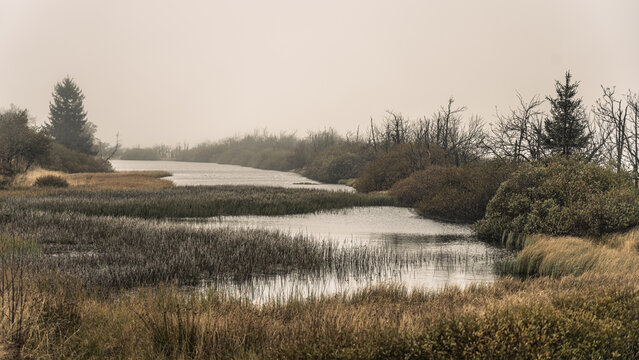 Fog covers the swamp, and the water reflects the gray sky. Plants grow along the edges, and trees are visible in the distance. This scene shows the quiet of a foggy morning.