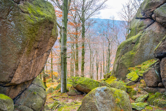 A person walks through a beech forest in the Jizera mountains near Oresnik rock. The landscape shows colorful leaves and rocky formations typical of autumn.