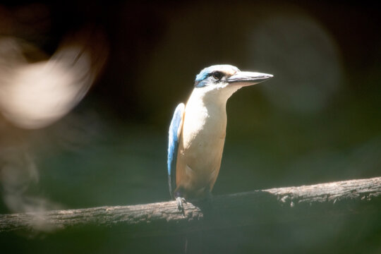 the scared kingfisher is perched on a branch
