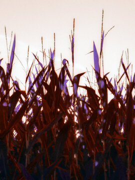 the grass in the sun