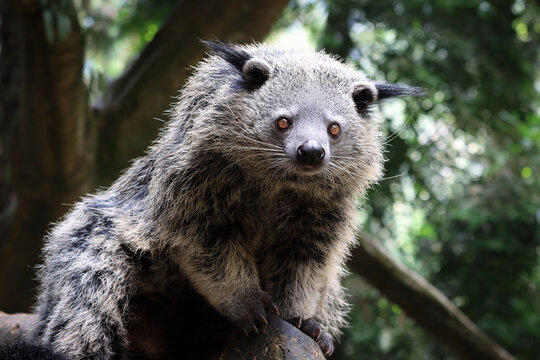 Close-Up of a binturong (Bearcat) on a tree branch, Binturong in latin name Arctictis binturong is a type of large-bodied ferret