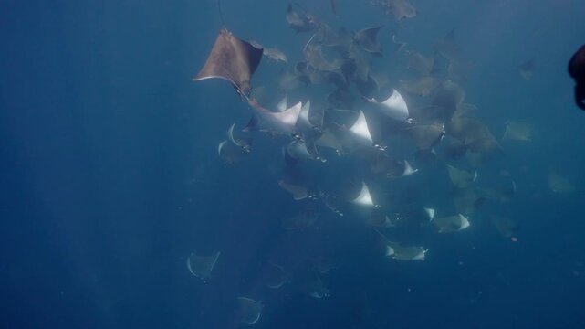 Underwater view of a spectacular Mobula ray aggregation in Mexico, with hundreds of devil rays forming a mesmerizing courtship vortex, swirling together in a giant living ball beneath ocean waters.