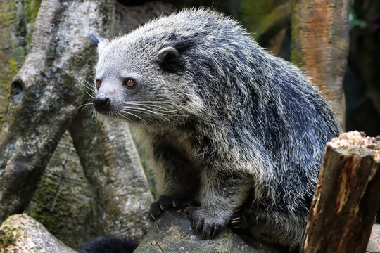 Close-Up of a binturong (Bearcat) on a tree branch, Binturong in latin name Arctictis binturong is a type of large-bodied ferret