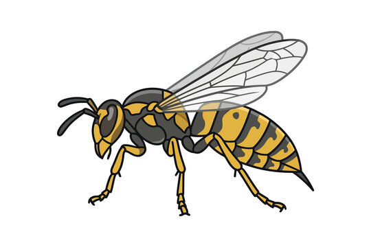 Wasp Vector Illustration
