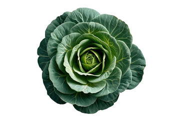 Obraz premium Green cabbage head viewed directly from above