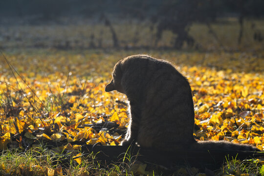 Japanese tabby cat grooming among fallen ginkgo leaves in autumn