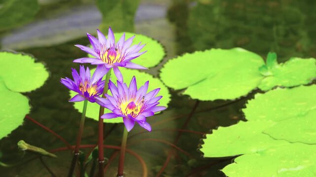 Three purple water lilies blooming in a garden pond surrounded by large green lily pads. Small bees pollinate the yellow centers of the lotus flowers. Serene natural scene for wellness and beauty.