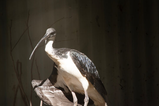 this is a close up of a straw necked ibis