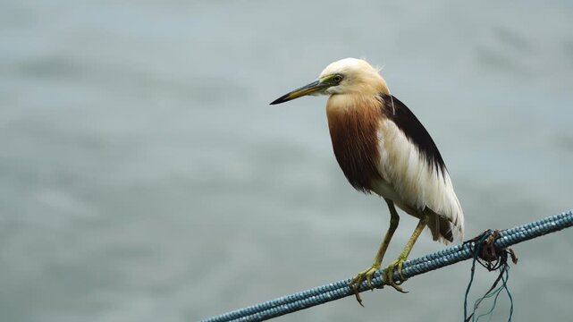 Javan pond heron in breeding plumage perched on a blue rope over blurred water. Detailed close-up view of the bird with white and golden brown feathers in a serene natural aquatic environment.