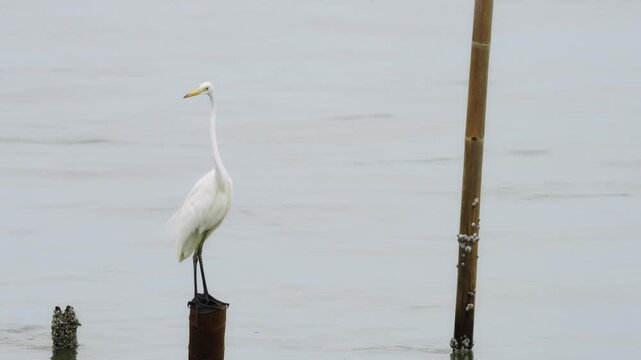 Graceful white egret perched on a wooden pole in calm coastal water. Peaceful wildlife photography of a heron standing on a dock post against a misty grey background in a natural wetland habitat.