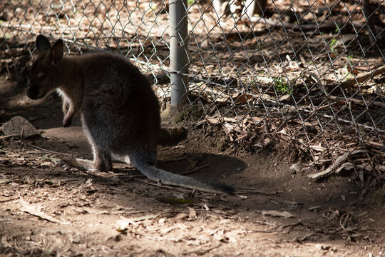 the tammar wallaby joey is next to a fence