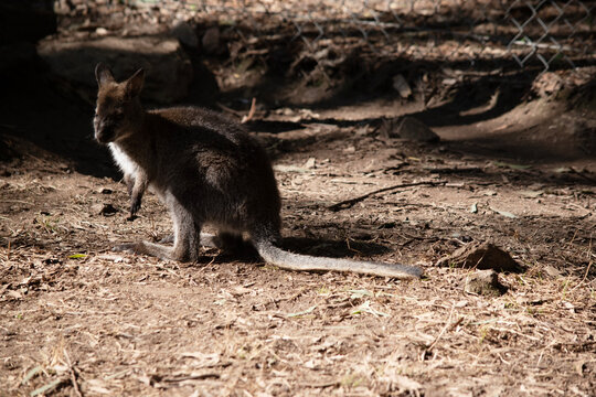 the tammar wallaby is next to a fence