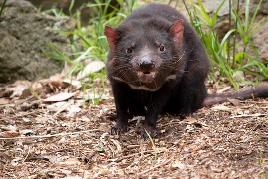 Tasmanian Devils have black fur with a large white stripe across their breast and the odd line on their back.