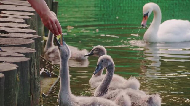 Flock of Cute Grey Swan Cygnets Swimming in Green Water Near Wooden Pier