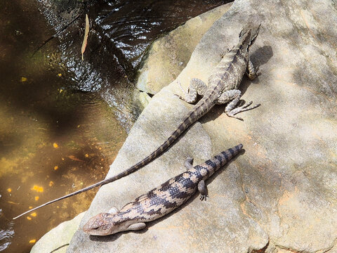 2 Lizards on a rock