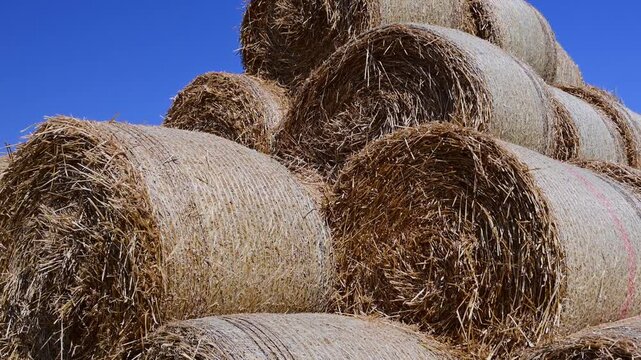 a tight cluster of golden round hay bales stacked together in a high pile against a vibrant, clear blue sky.	
