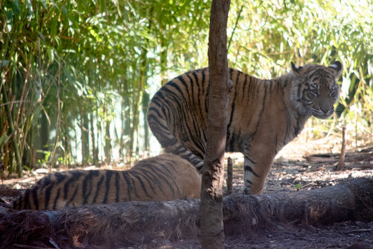 Tiger cubs have a coat of golden fur with dark stripes, the tiger is the largest wild cat in the world.