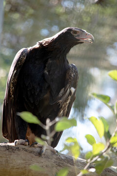 the wedge tailed eagle is perched on a high branch of a tree