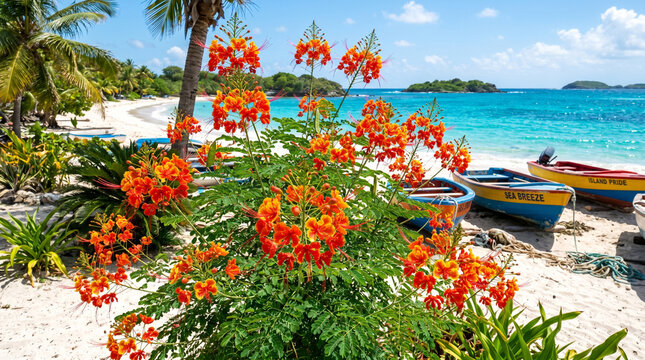 Vibrant orange peacock flowers blooming beautifully on a sunny sandy caribbean beach near wooden fishing boats