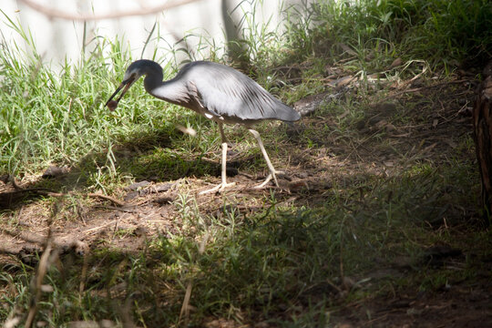 this is a side view of a white faced heron holding food in its beak