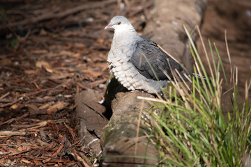 the white headed pigeon is perched on a branch © susan flashman