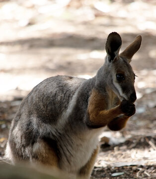 the yellow footed rock wallaby is eating a carrot