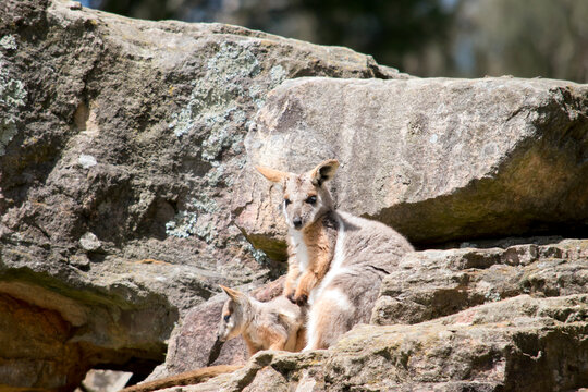 The yellow foot3ed rock wallaby and joey are standing on a rock face