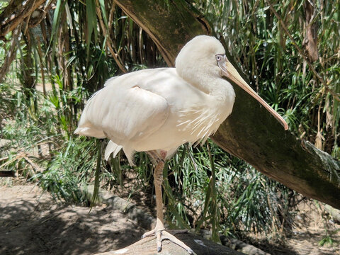 this is a side view of a yellow spoonbill standing on one leg