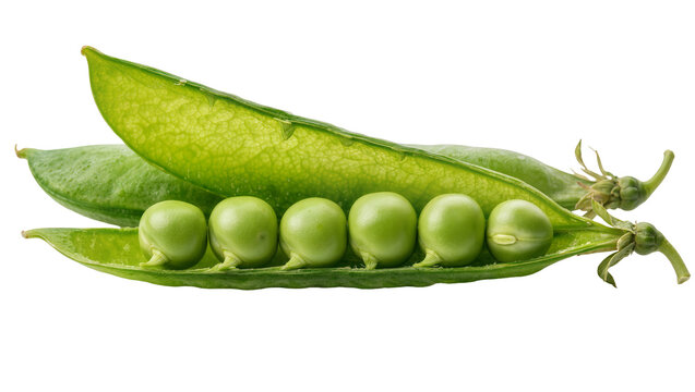 Fresh green pea pod with six round peas, isolated on transparent background