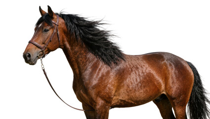 Brown horse with black mane and tail wearing a bridle, isolated on transparent background © ProStock