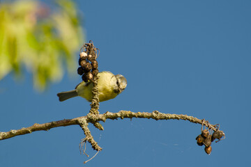 Blue tit perched on a lichen-covered branch against a clear blue sky © in_colors
