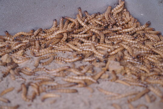 Live Mealworms Sold as Bird Food on Sand Tray at Pet Market