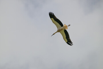Large bird soars against overcast sky. White body with black wingtips. Long neck and pointed beak visible. Natural flight posture captured. No vegetation or other animals present © vefimov