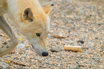 Naklejka premium Golden-furred wolf sniffing gravel ground. Close-up of canine with dark eyes and black nose. Natural setting with scattered pebbles and twigs. Animal appears alert, focused on ground details