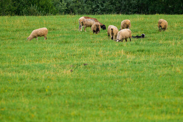 Obraz premium Sheep graze in a lush green field. Some sheep stand while others eat grass. Few sheep are scattered across the meadow. Yellow flowers dot the grassy landscape. Green trees frame the distant background