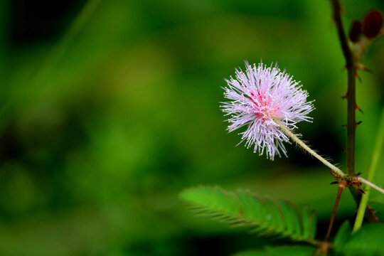 Close up view Mimosa pudica plants from India.