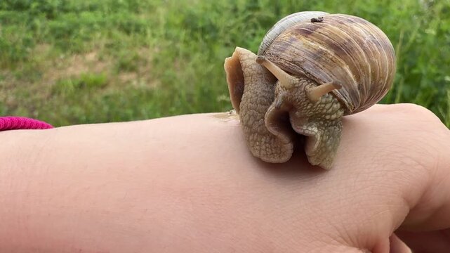 Snail emerging from shell onto hand