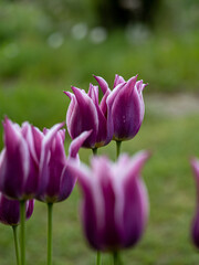 Obraz premium purple tulip flower
