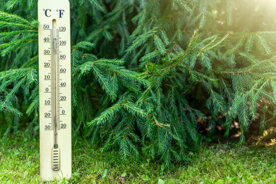 Outdoor thermometer showing warm temperature among evergreen branches. Weather measurement and climate monitoring concept with natural copy space for seasonal forecast content.