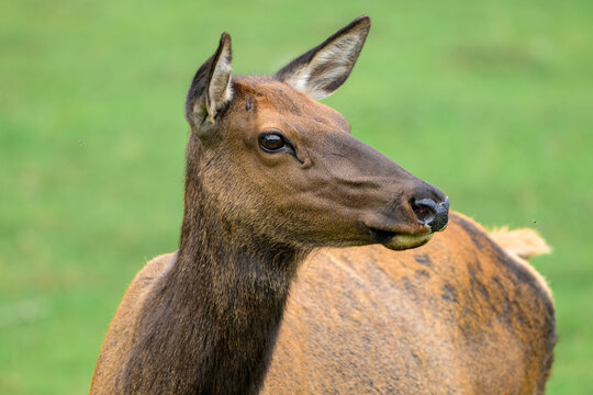 Young deer stands in green field. Brown fur covers its neck and head. Alert ears face forward. Soft eyes gaze sideways. Tail curls slightly behind. Natural daylight illuminates the scene